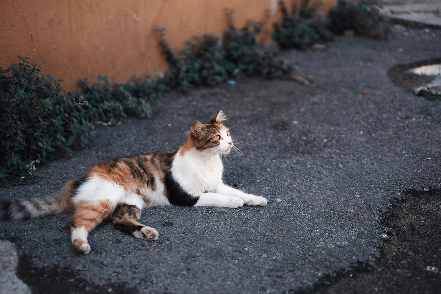 stray cat